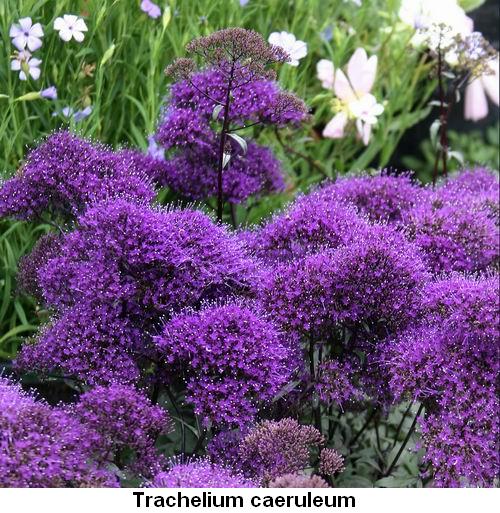 Trachelium caeruleum.jpg